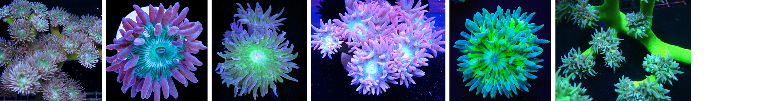 Image of Duncan Corals